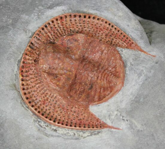 Red Declivolithus Trilobite - Great Detail #23933